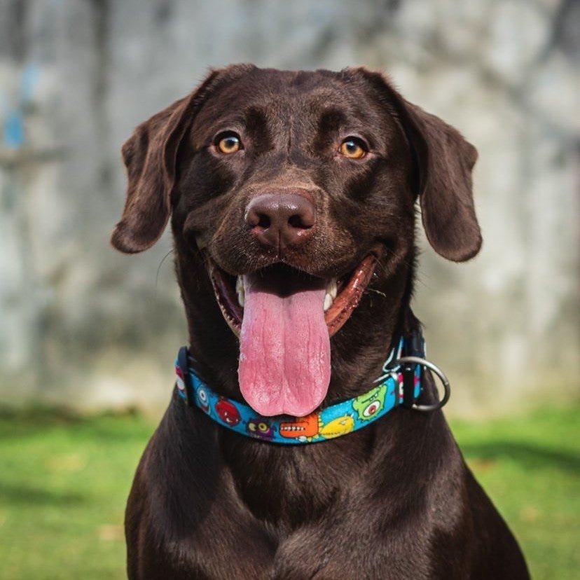 GOTCHA! Smart ID Collar - Little Monsters