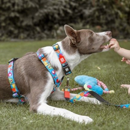 GOTCHA! Smart ID Collar - Little Monsters