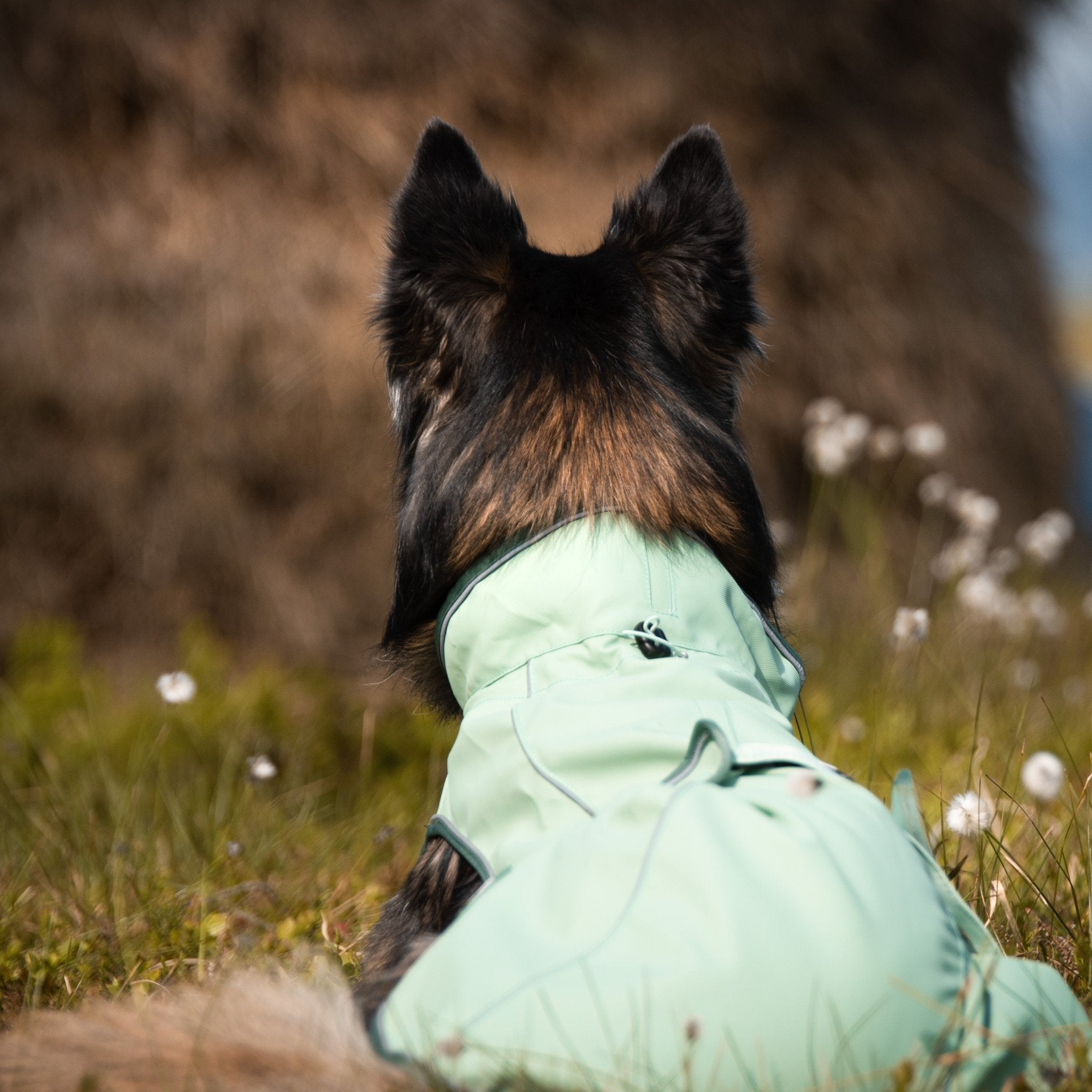 Raincoat for dogs - MATRIX 2.0 JADE