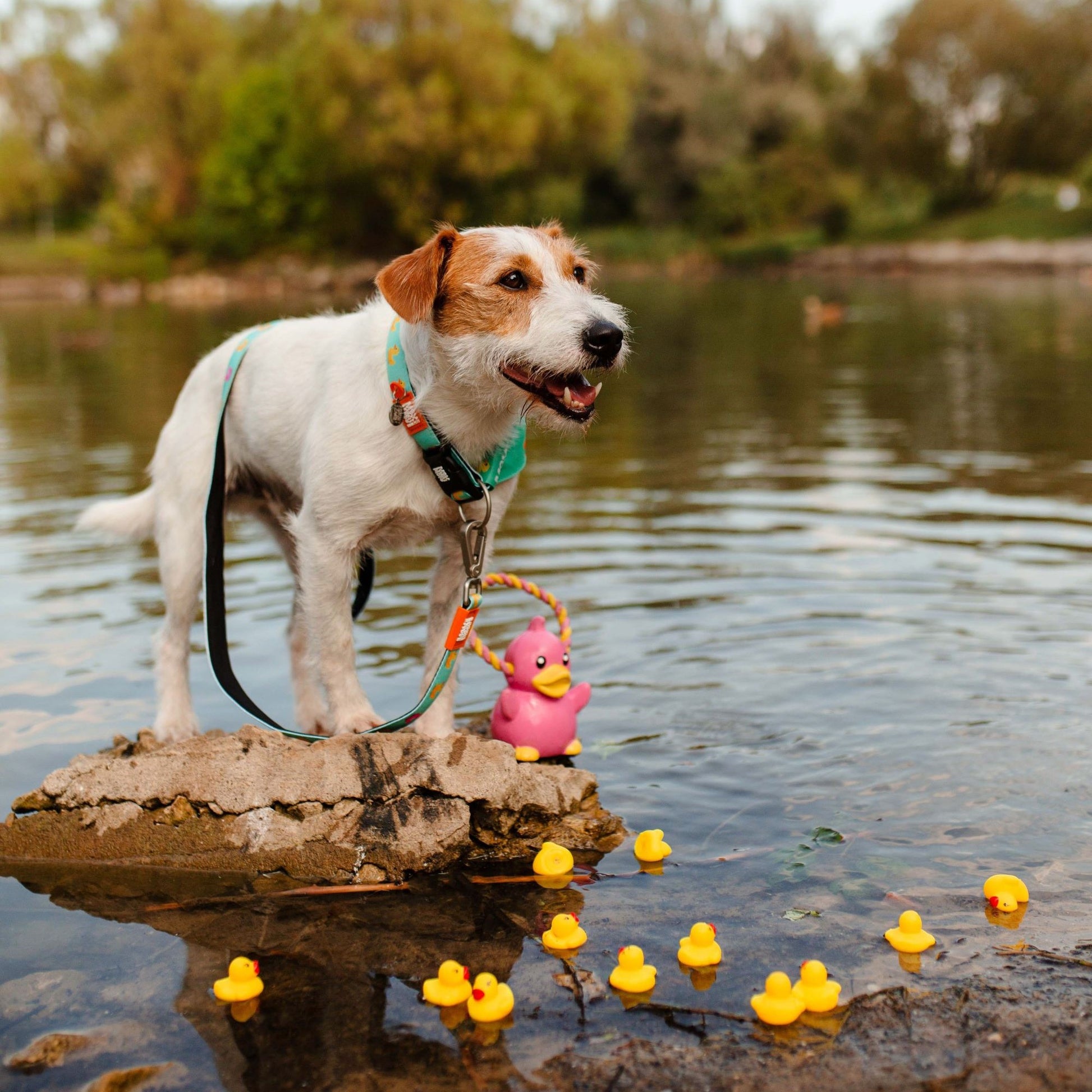Zgardă Max & Molly Smart ID - Ducklings (lifestyle 3)