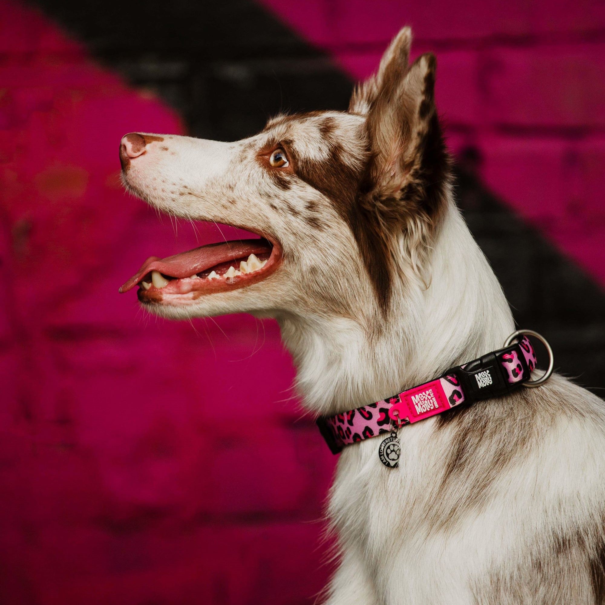 GOTCHA! Smart ID Collar - Leopard Pink – Max & Molly Urban Pets