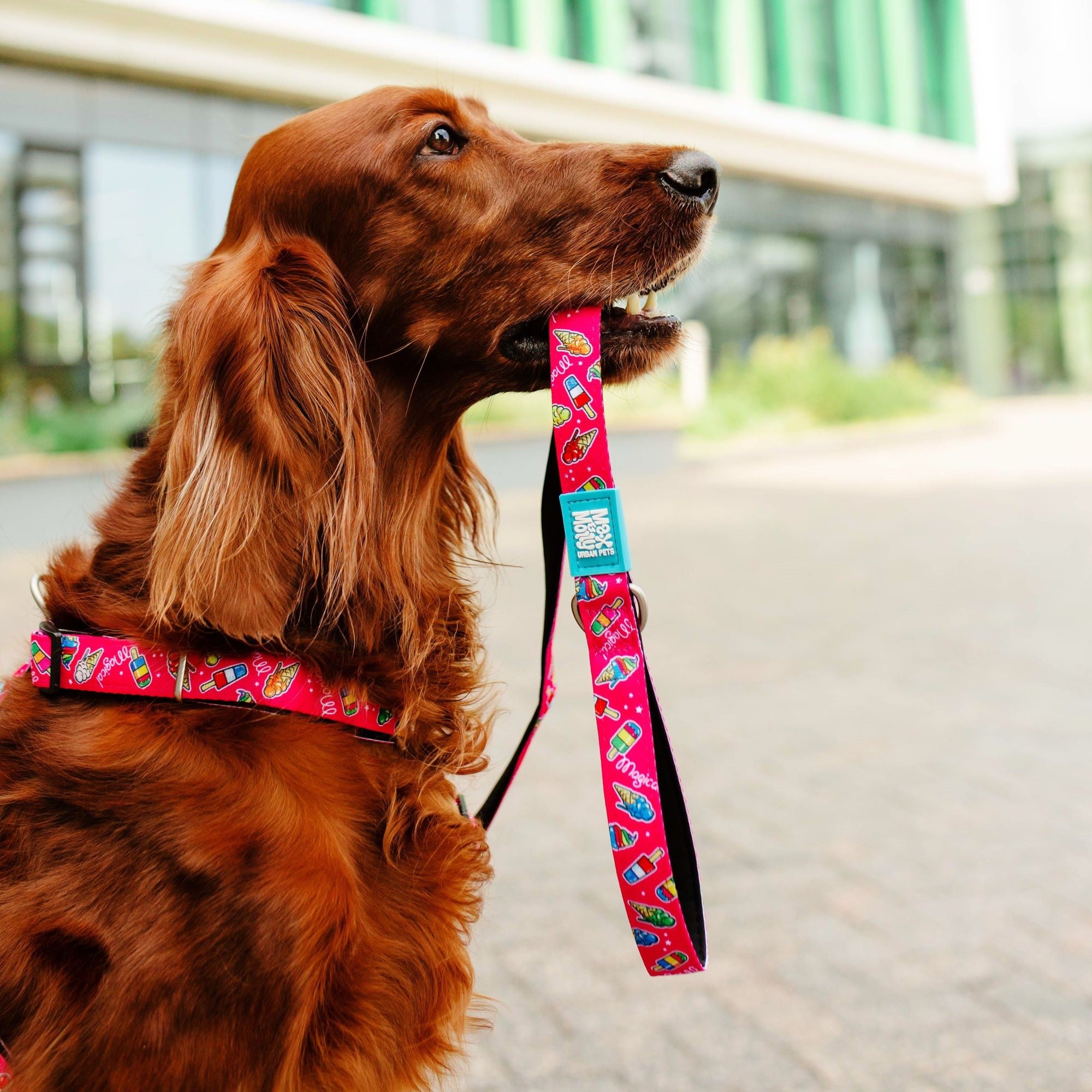 Smart ID Katzenhalsband - Magical