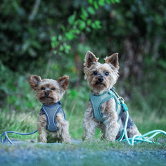 Air Vest Dog Harness - Matrix 2.0 Ocean