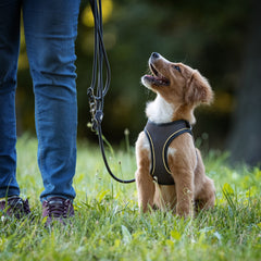 Rope Leash - MATRIX 2.0 Stone