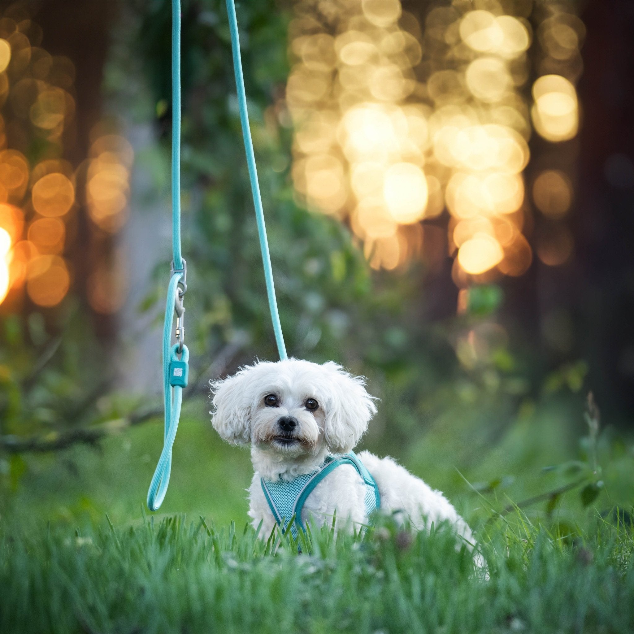Rope Leash - MATRIX 2.0 Turquoise