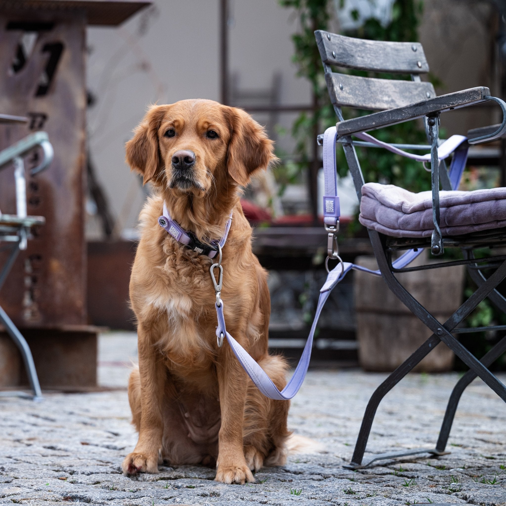 Multifunctional Leash - Matrix 2.0 Lavender