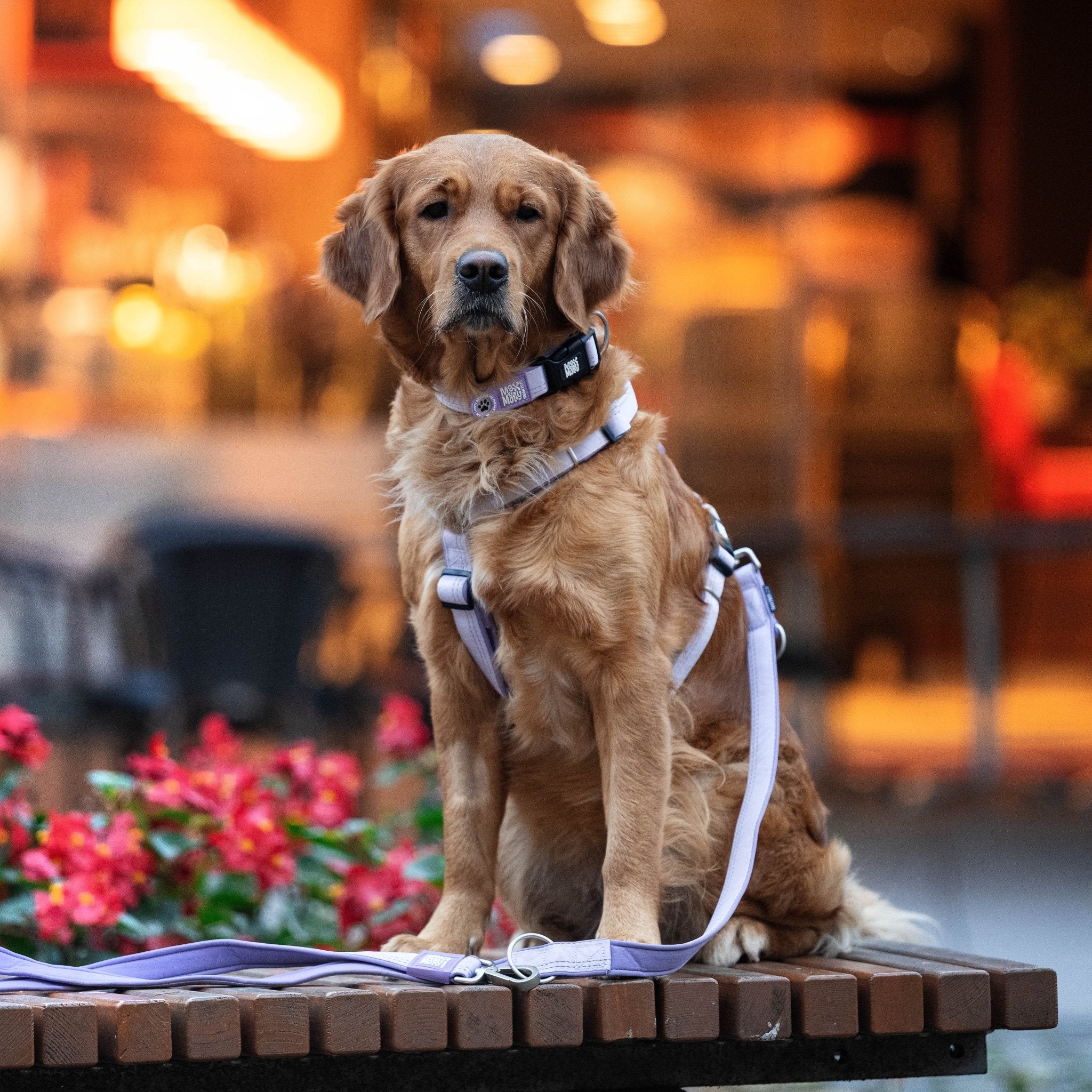 Multifunctional Leash - Matrix 2.0 Lavender