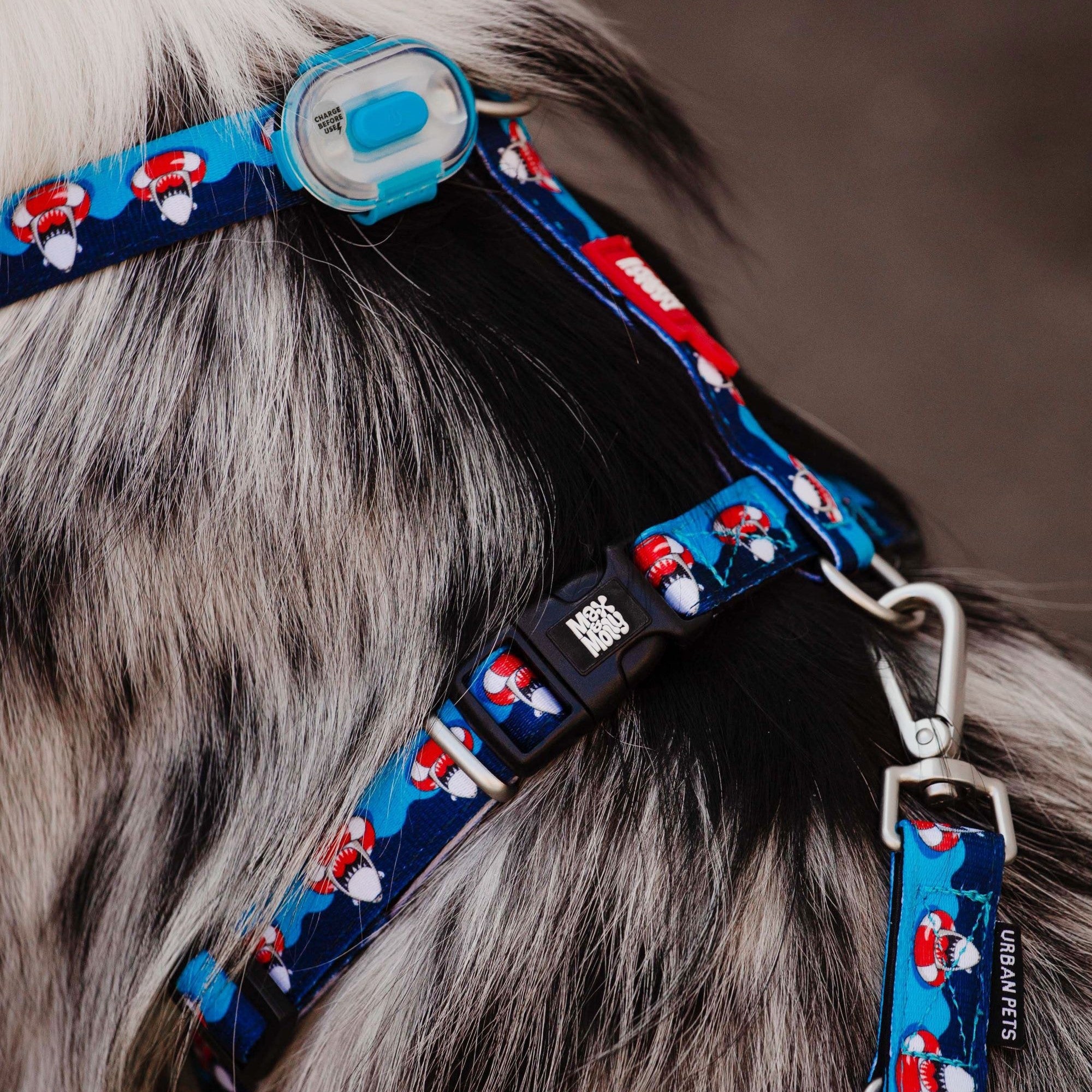 Shark dog harness top