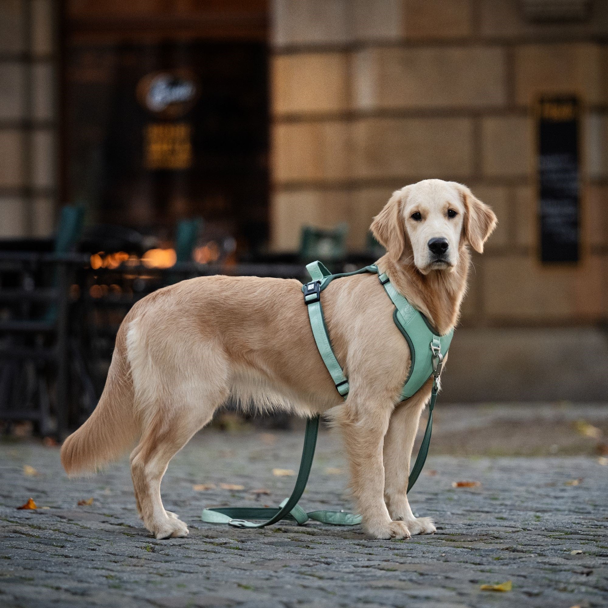 GOTCHA! Smart ID Sport Geschirr - Matrix 2.0 Stone