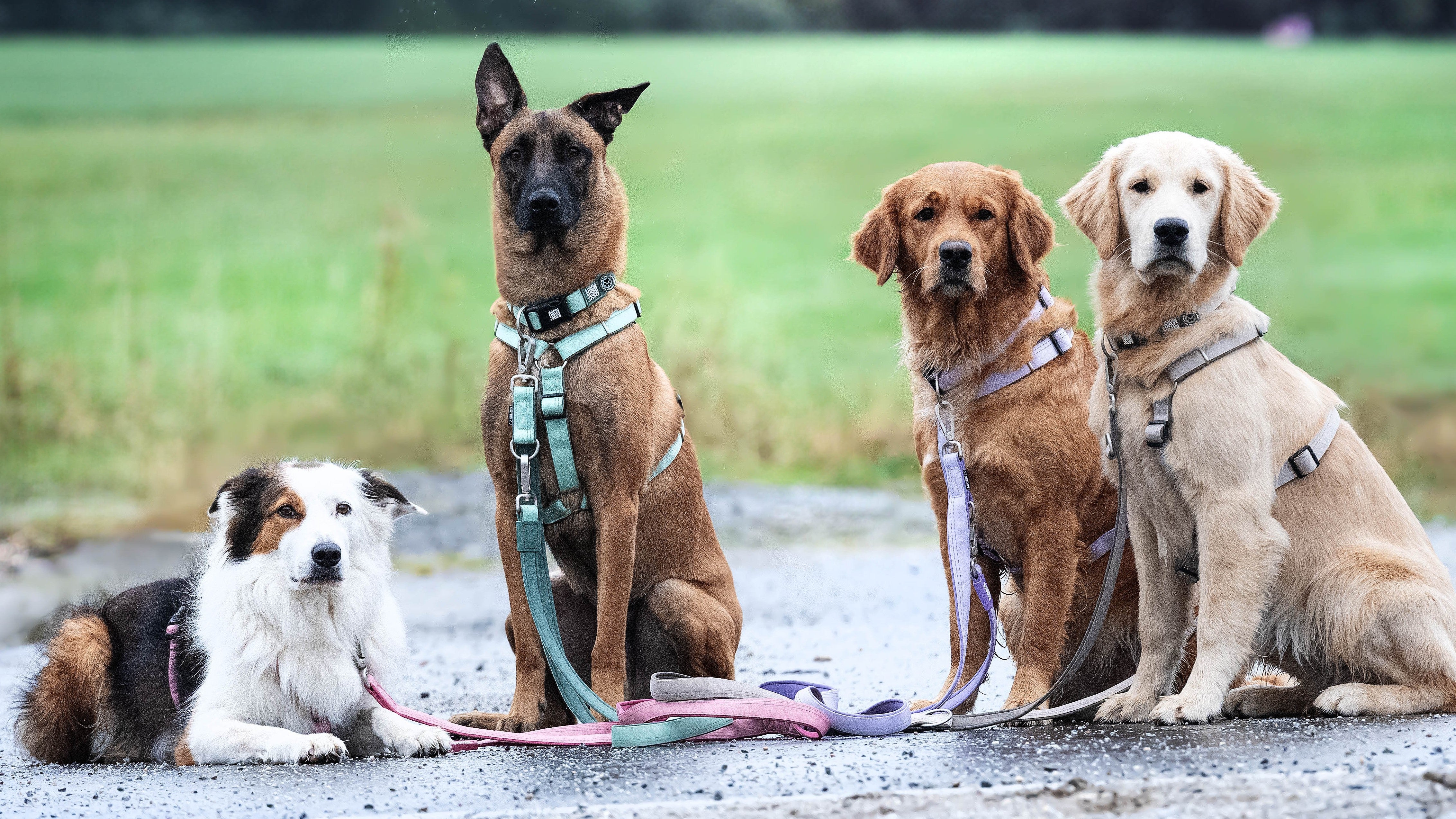 Bandana – Max & Molly Urban Pets