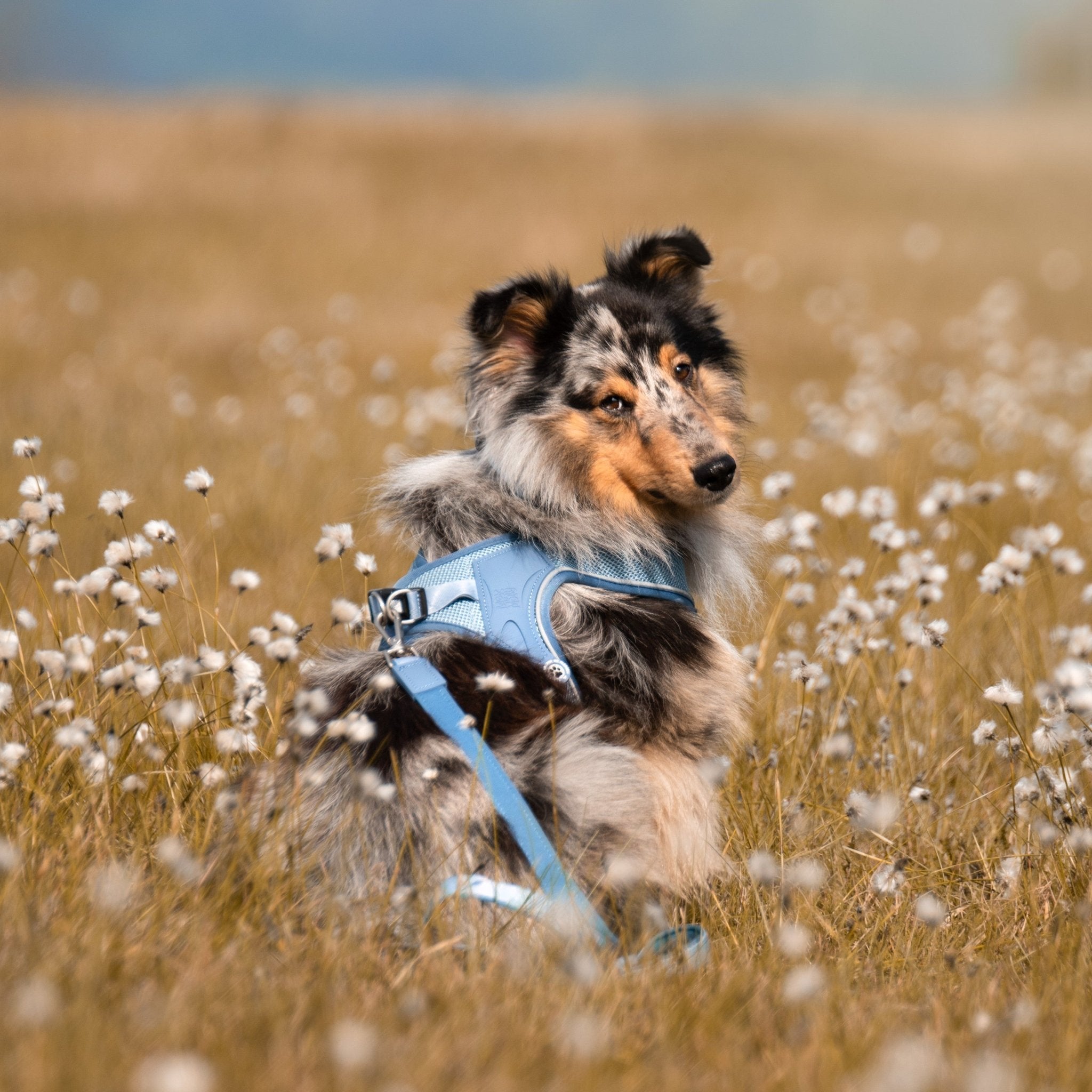 Air Vest Hunde Geschirr - Matrix 2.0 Ocean