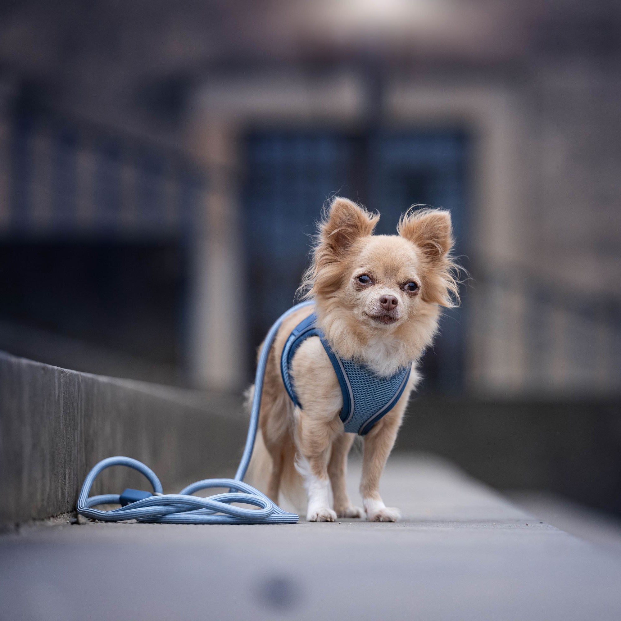 Air Vest Hunde Geschirr - Matrix 2.0 Ocean