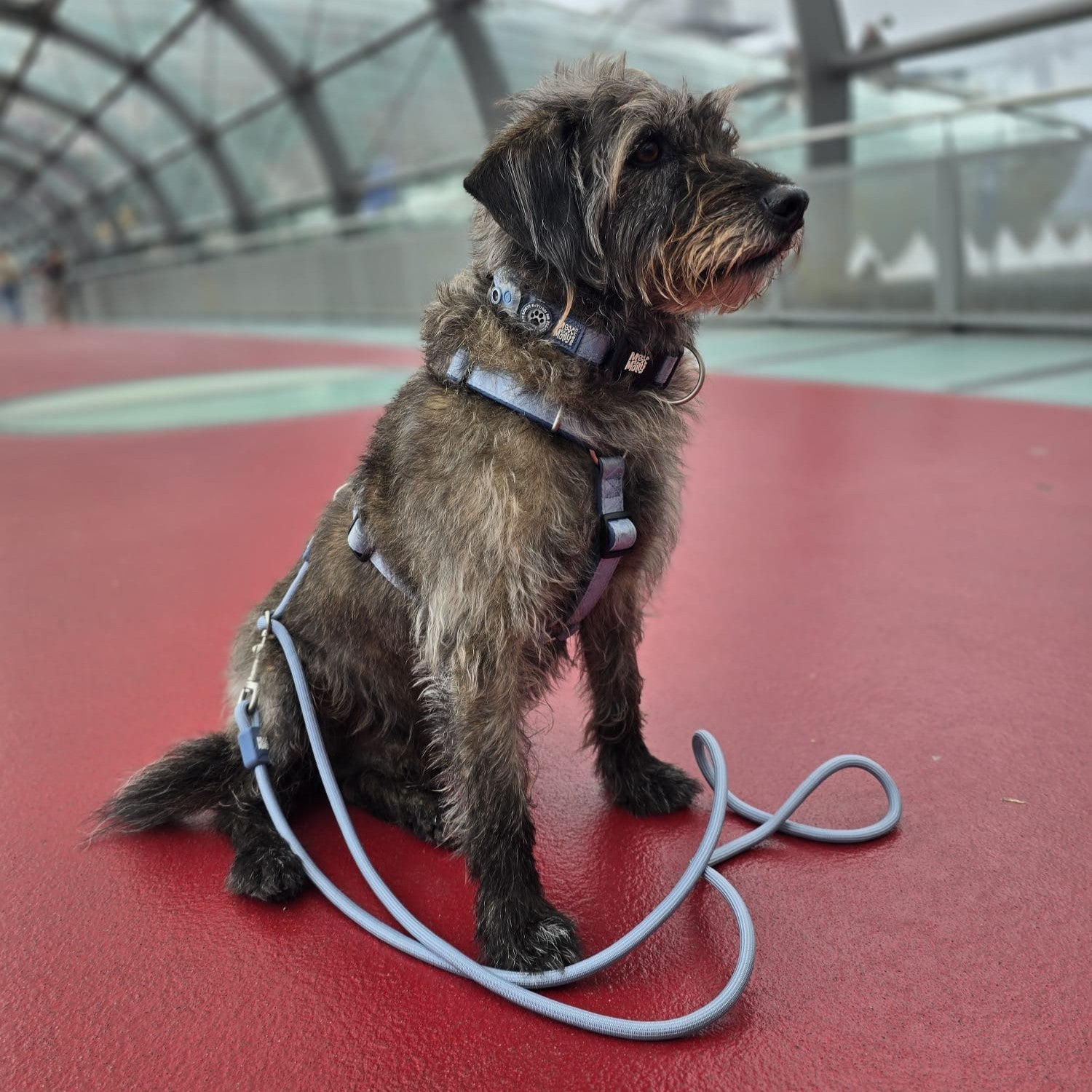 GOTCHA! Smart ID Collar - Matrix 2.0 Ocean