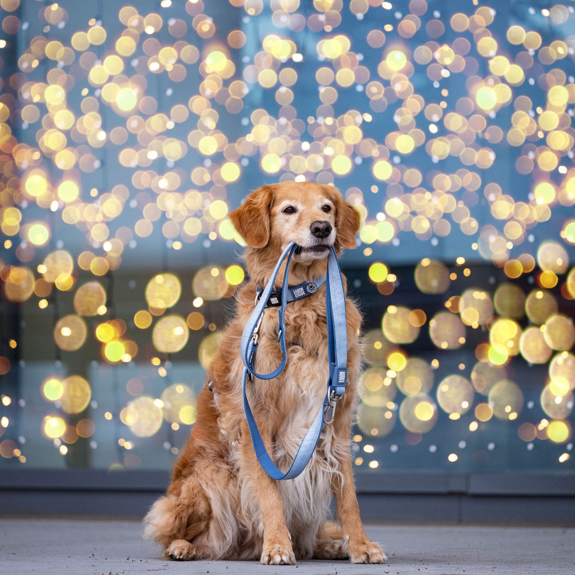 Multifunctional Leash - Matrix 2.0 Ocean