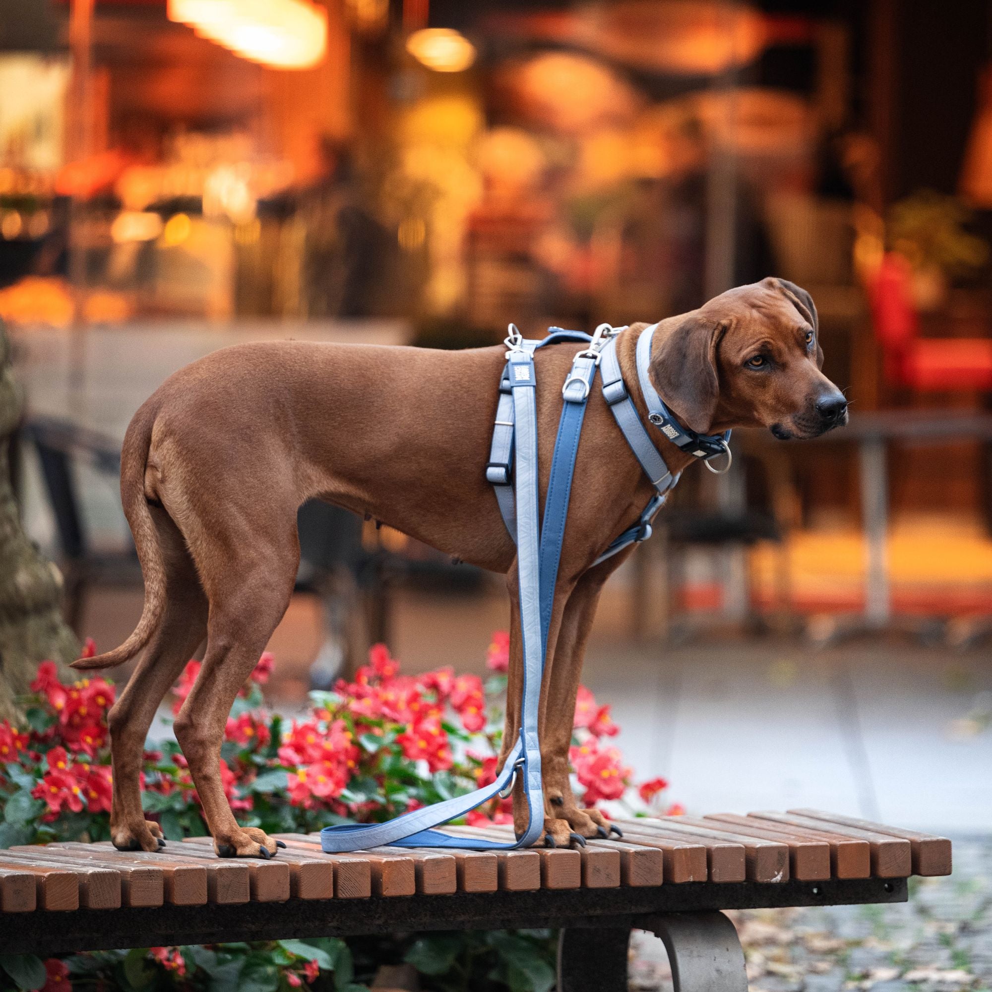 Multifunctional Leash - Matrix 2.0 Ocean