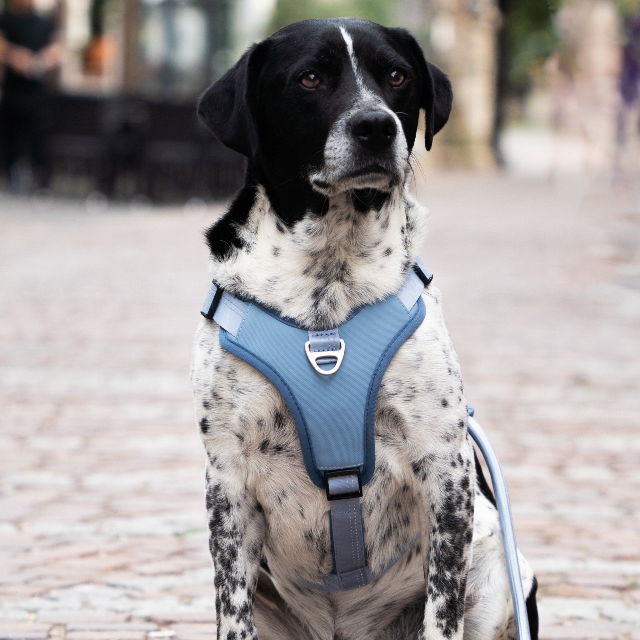 GOTCHA! Smart ID Sport Harness - Matrix 2.0 Ocean