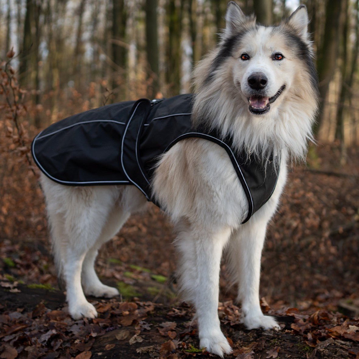 Raincoat for dogs - MATRIX 2.0 BLACK