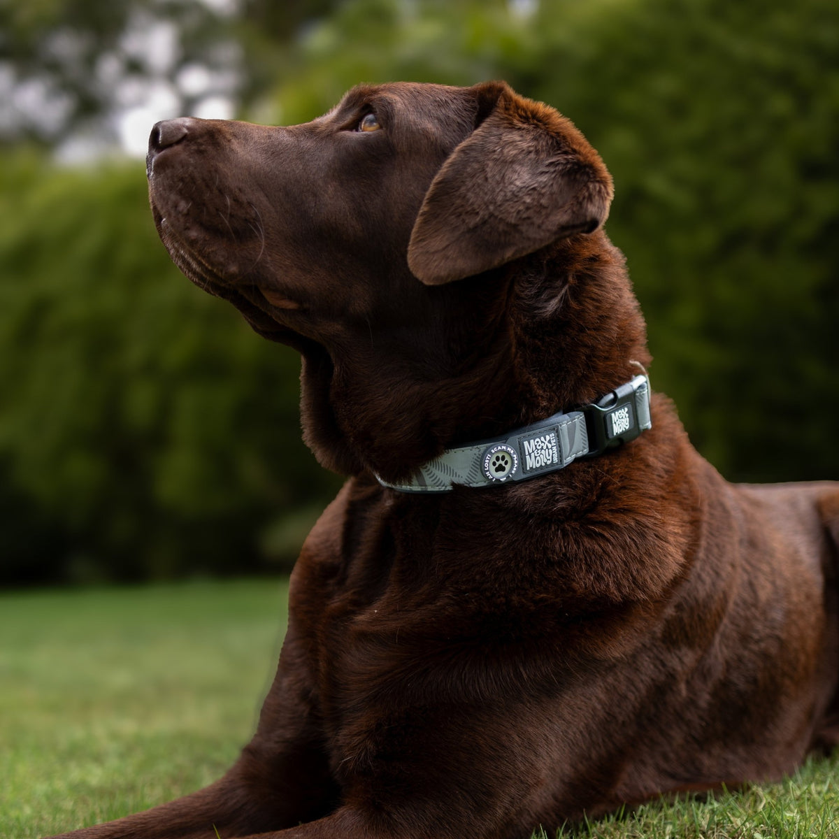 Gotcha! Smart ID Dog Collar Reflexion - Garden