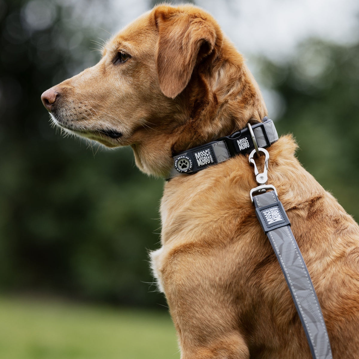 Multifunctional Leash Reflexion-Garden