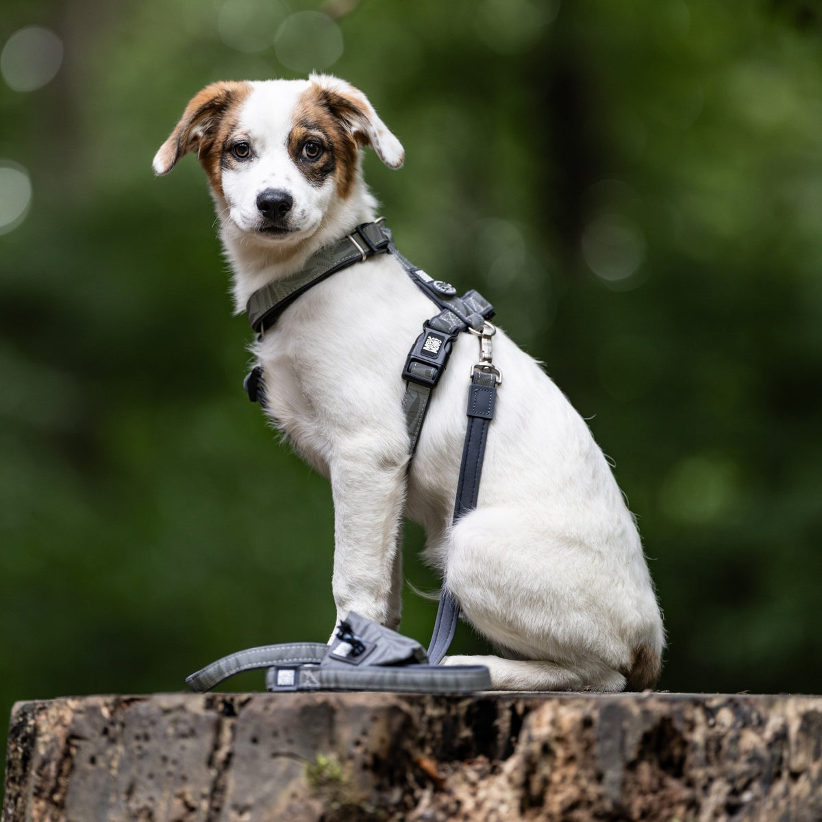 Multifunctional Leash Reflexion-Garden