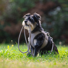 Rope Leash - MATRIX 2.0 Sand