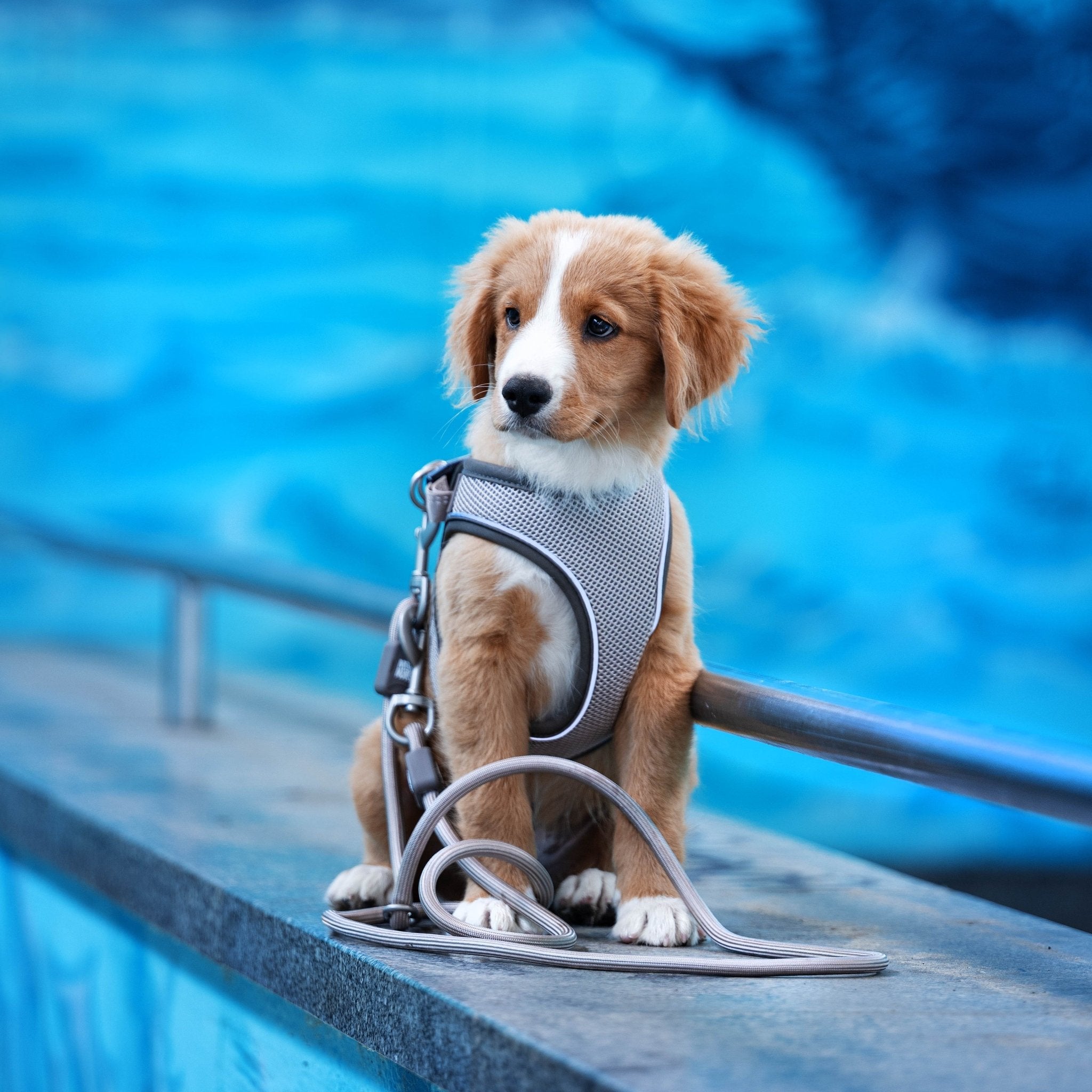 Rope Leash - MATRIX 2.0 Sand