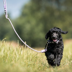 Rope Leash - MATRIX 2.0 Lavender