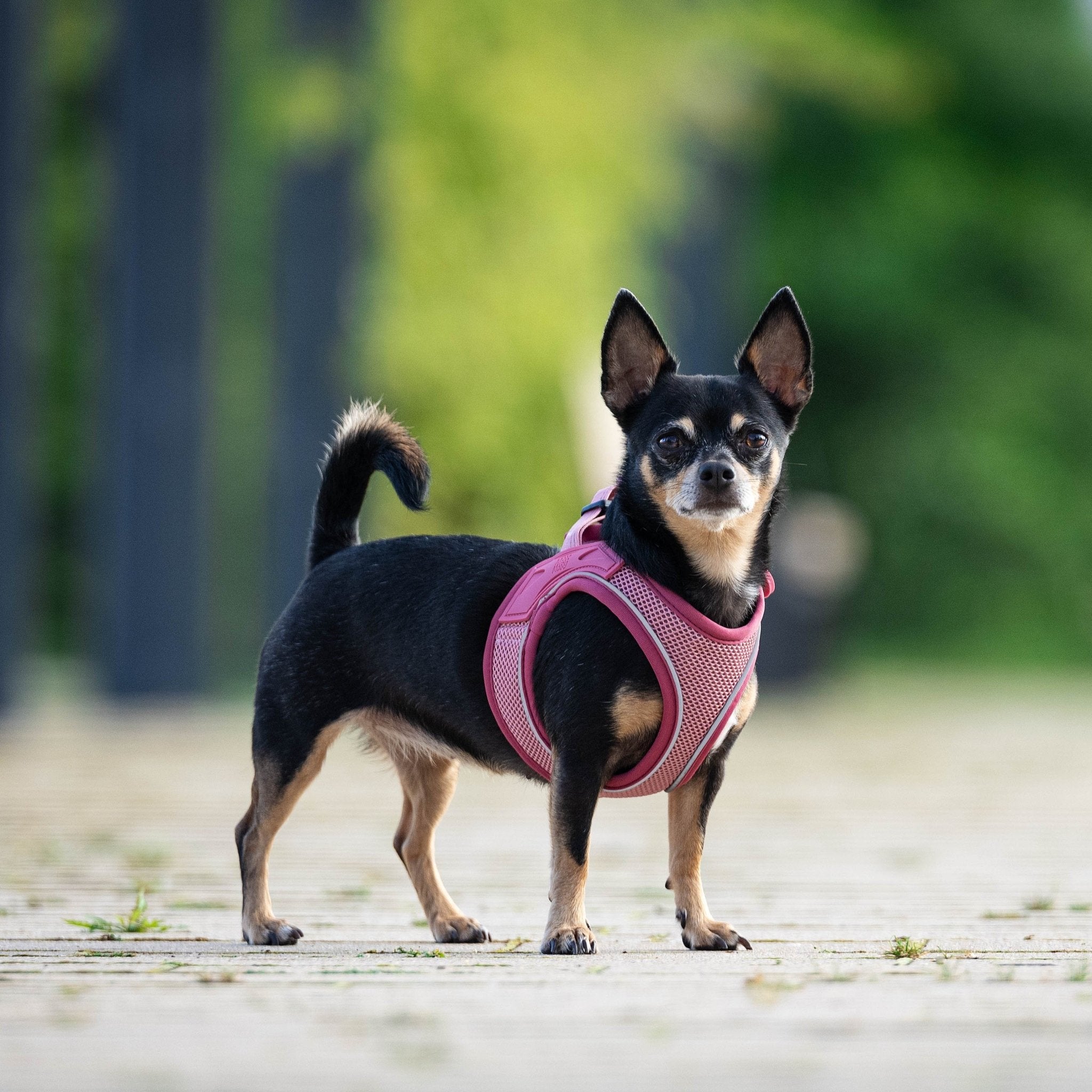 Air Vest Hunde Geschirr - Matrix 2.0 Rose