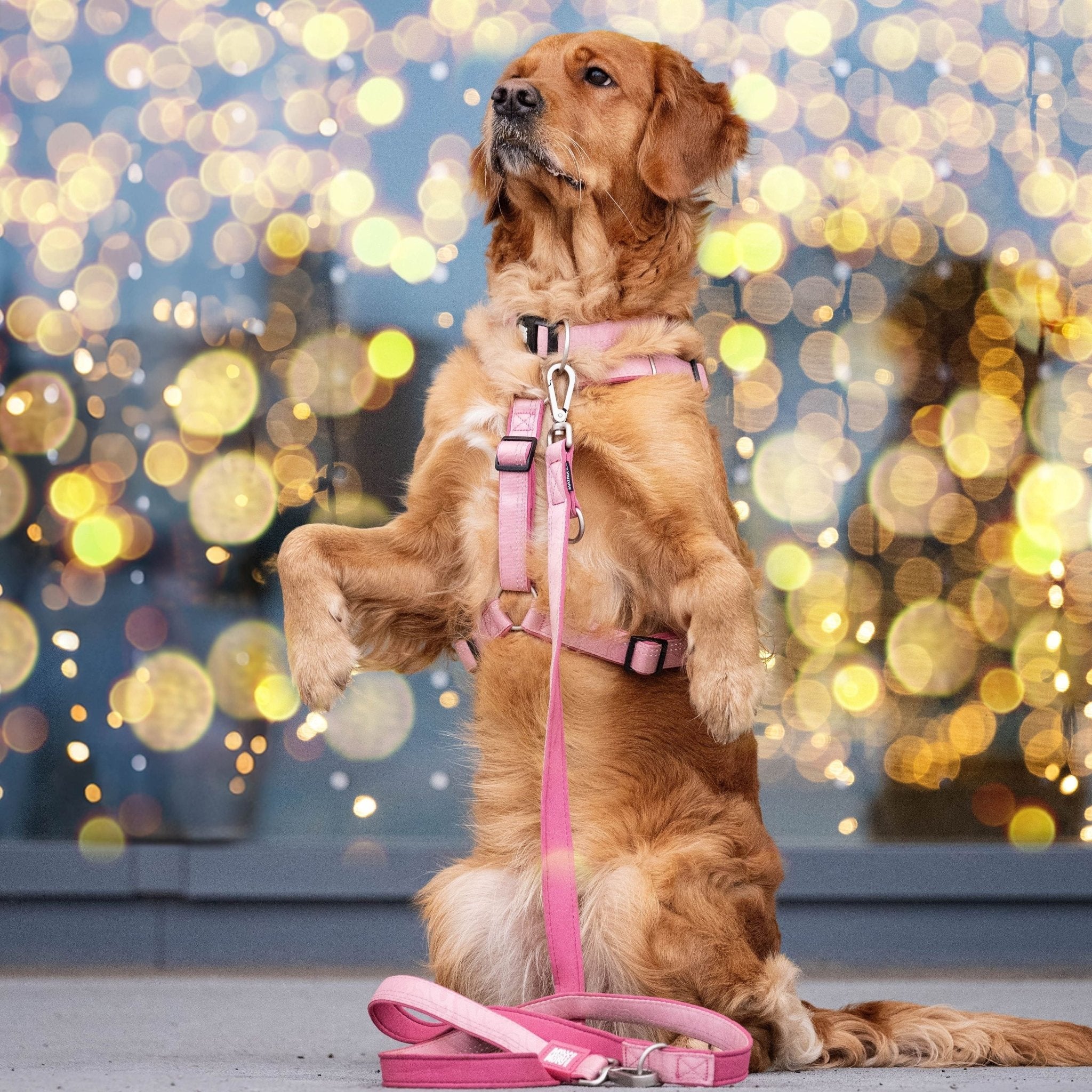 GOTCHA! Smart ID Comfort H-Harness - Matrix 2.0 Rose