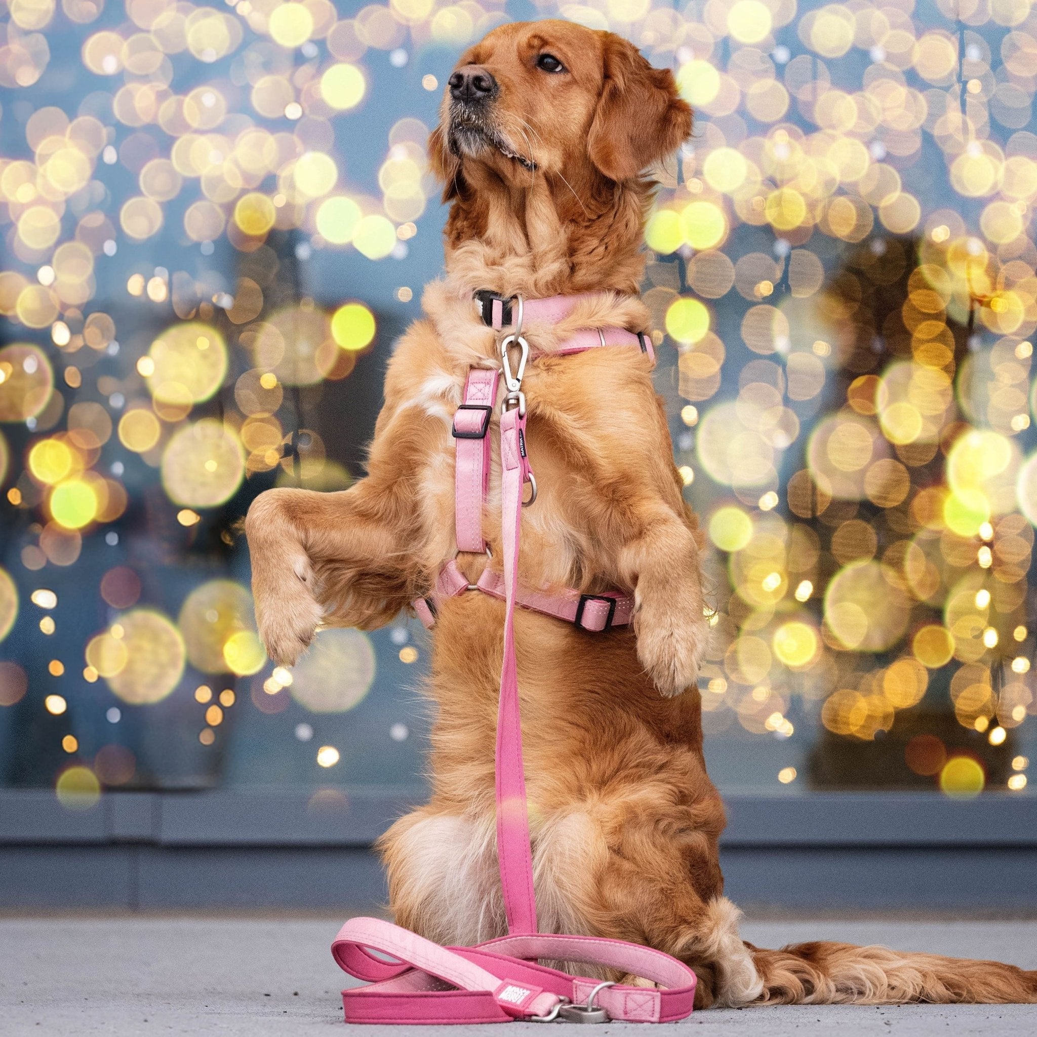 Multifunctional Leash - Matrix 2.0 Rose