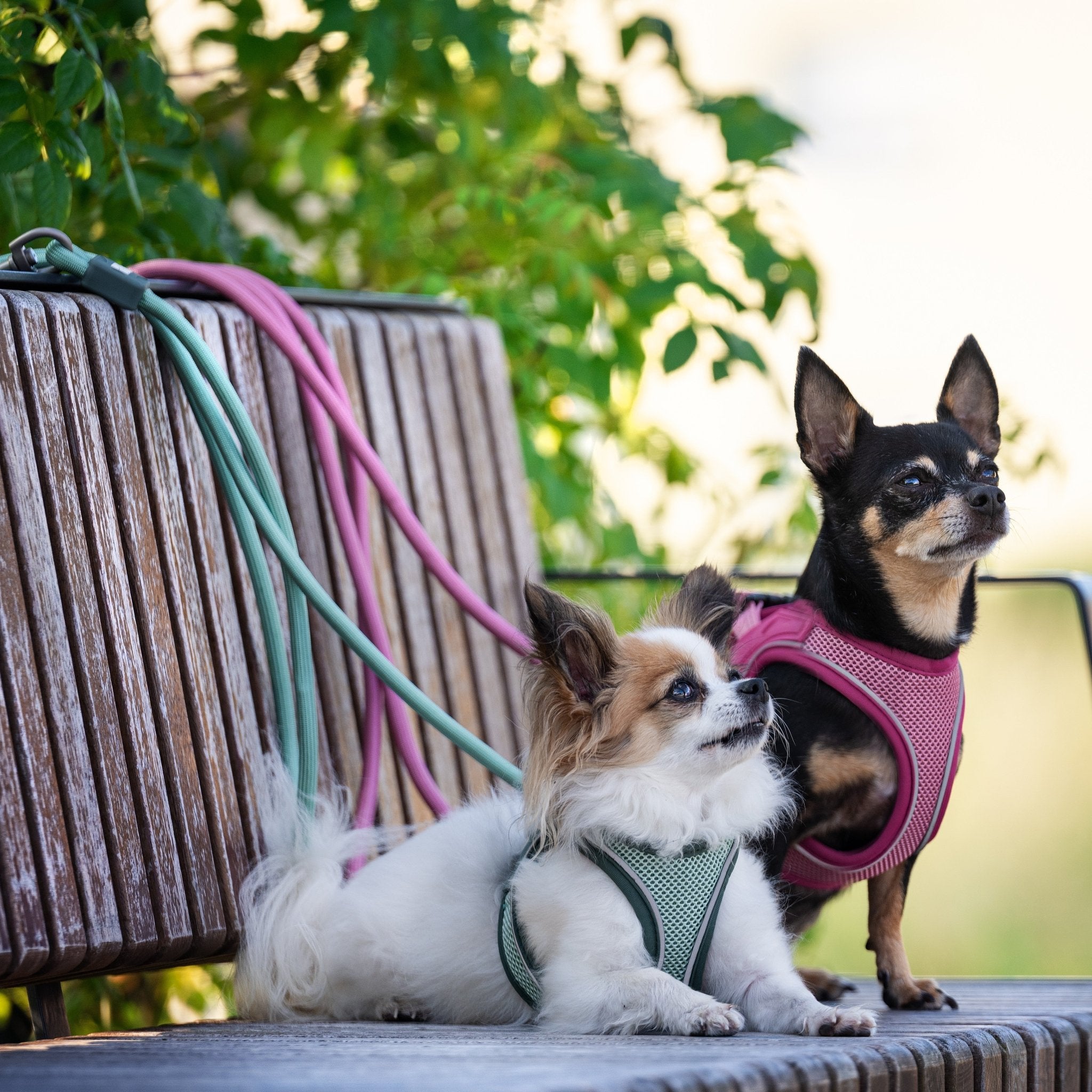 Air Vest Hunde Geschirr - Matrix 2.0 Rose