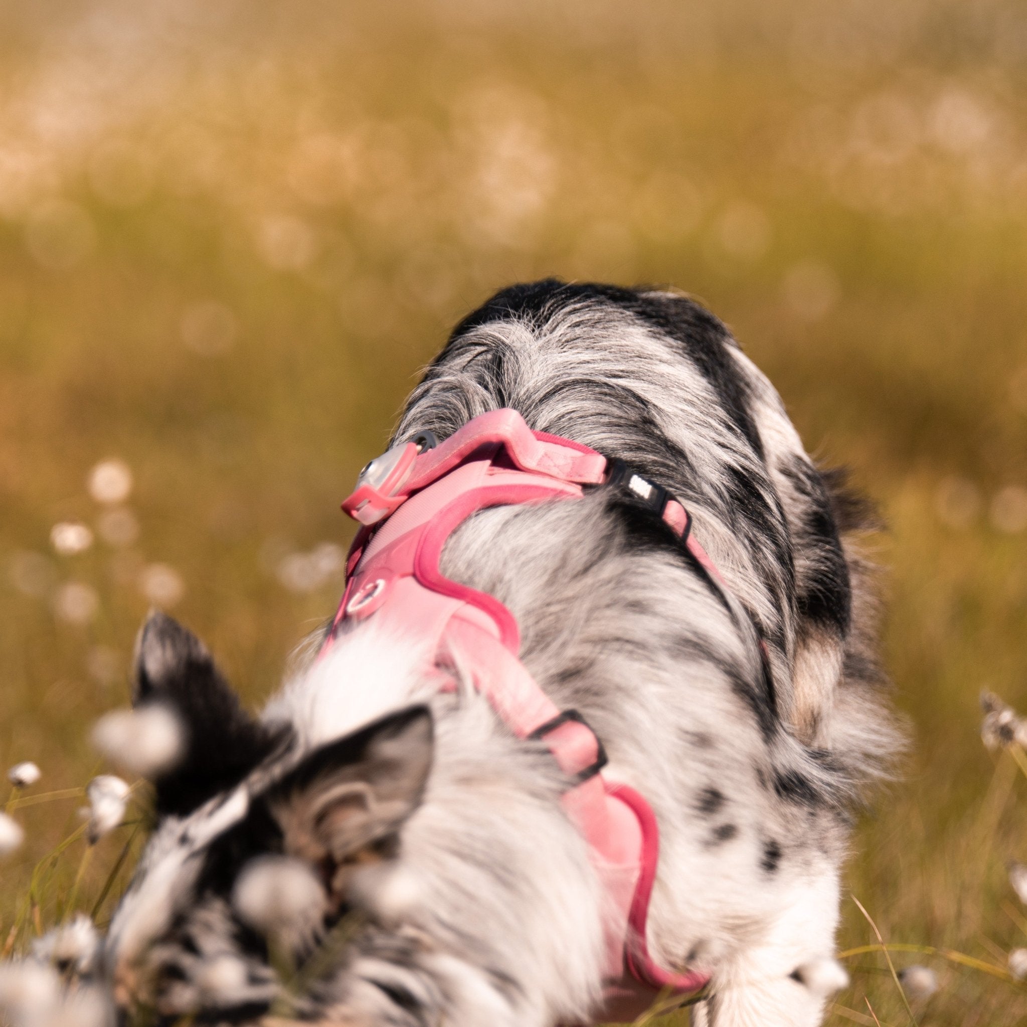 GOTCHA! Smart ID Sport Harness - Matrix 2.0 Rose