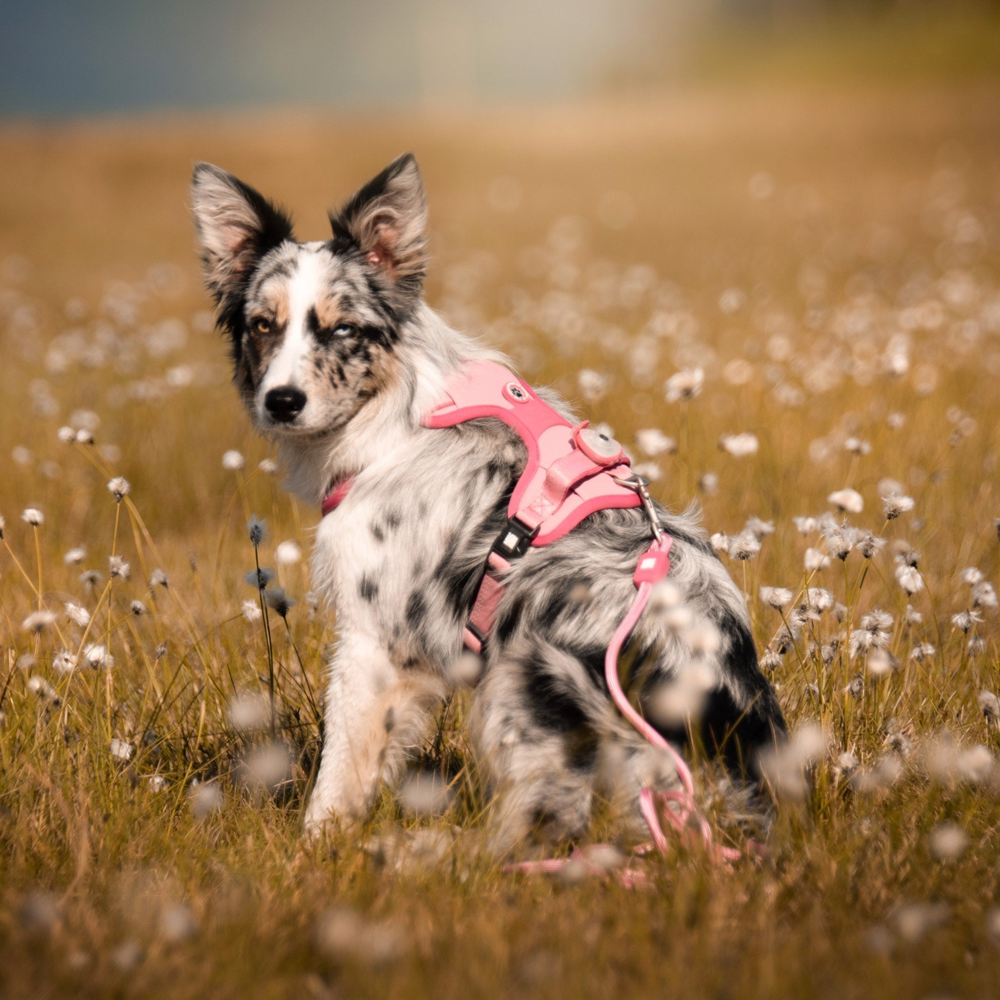 Soundshield - 24/7 Ultrasonic Technology Against Ticks & Fleas - Rose