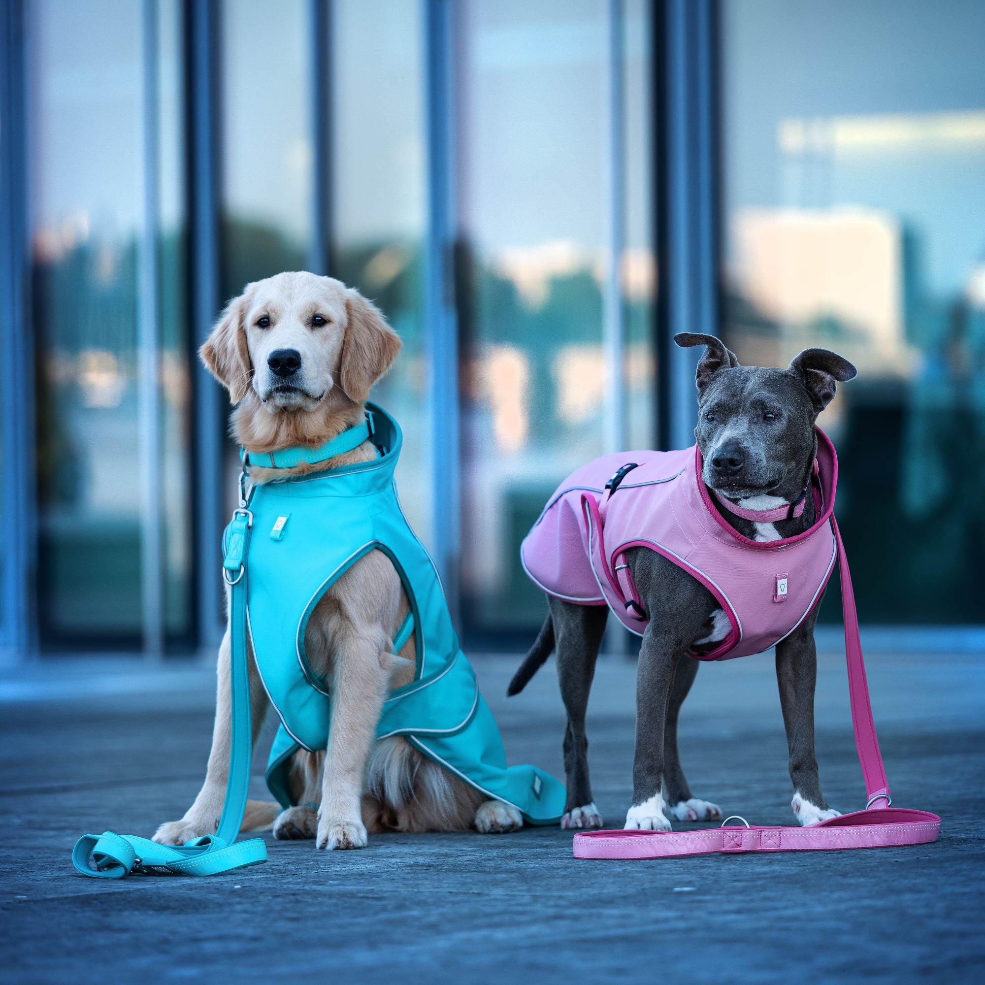 Regenmantel für Hunde - Matrix 2.0 Türkis