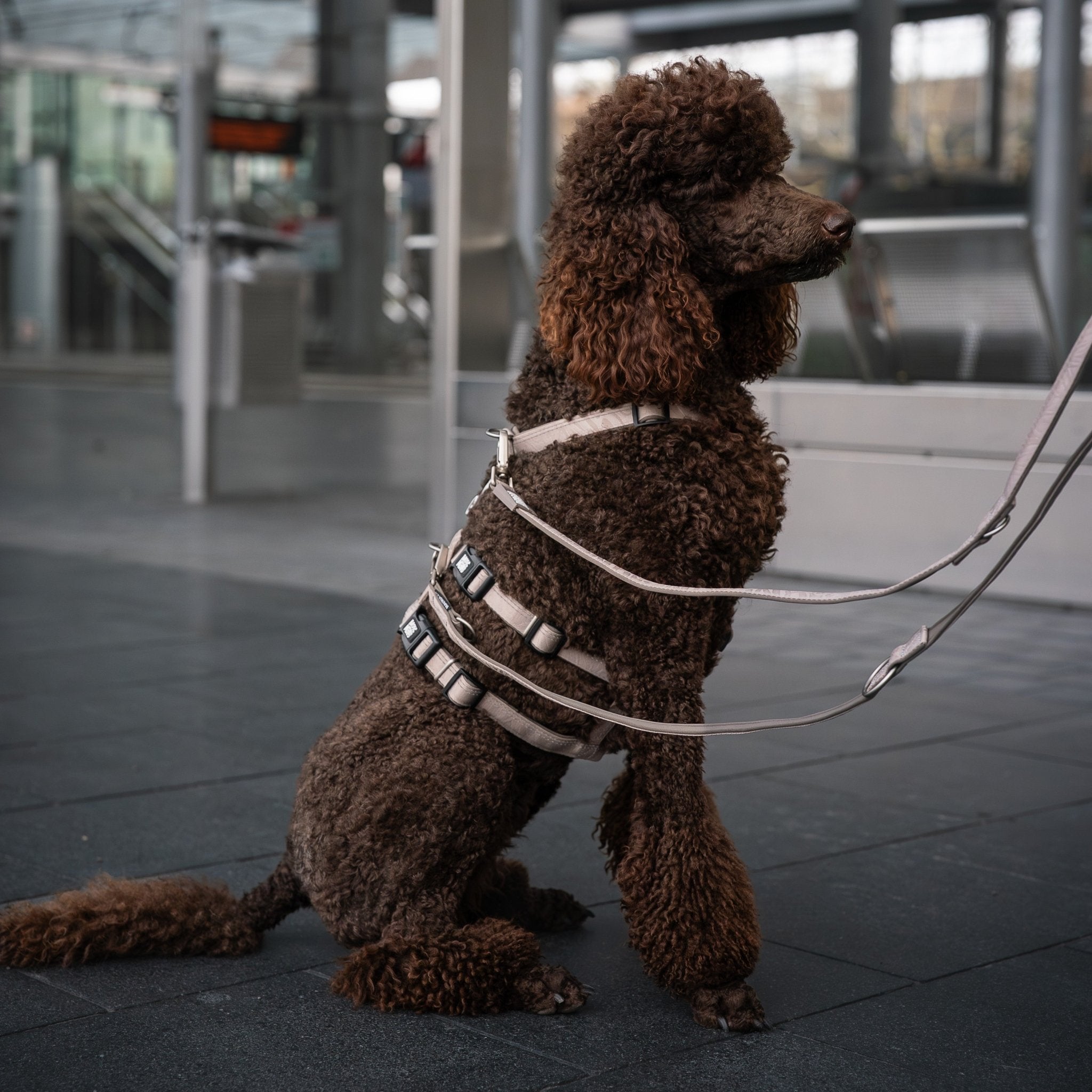 Geschirr Sicherheitsadapter - Matrix 2.0 Sand