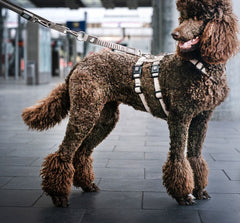 Safety Harness Adapter - Matrix 2.0 Sand