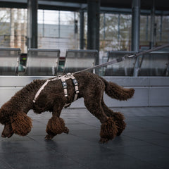 Shock Absorber - Matrix 2.0 Sand