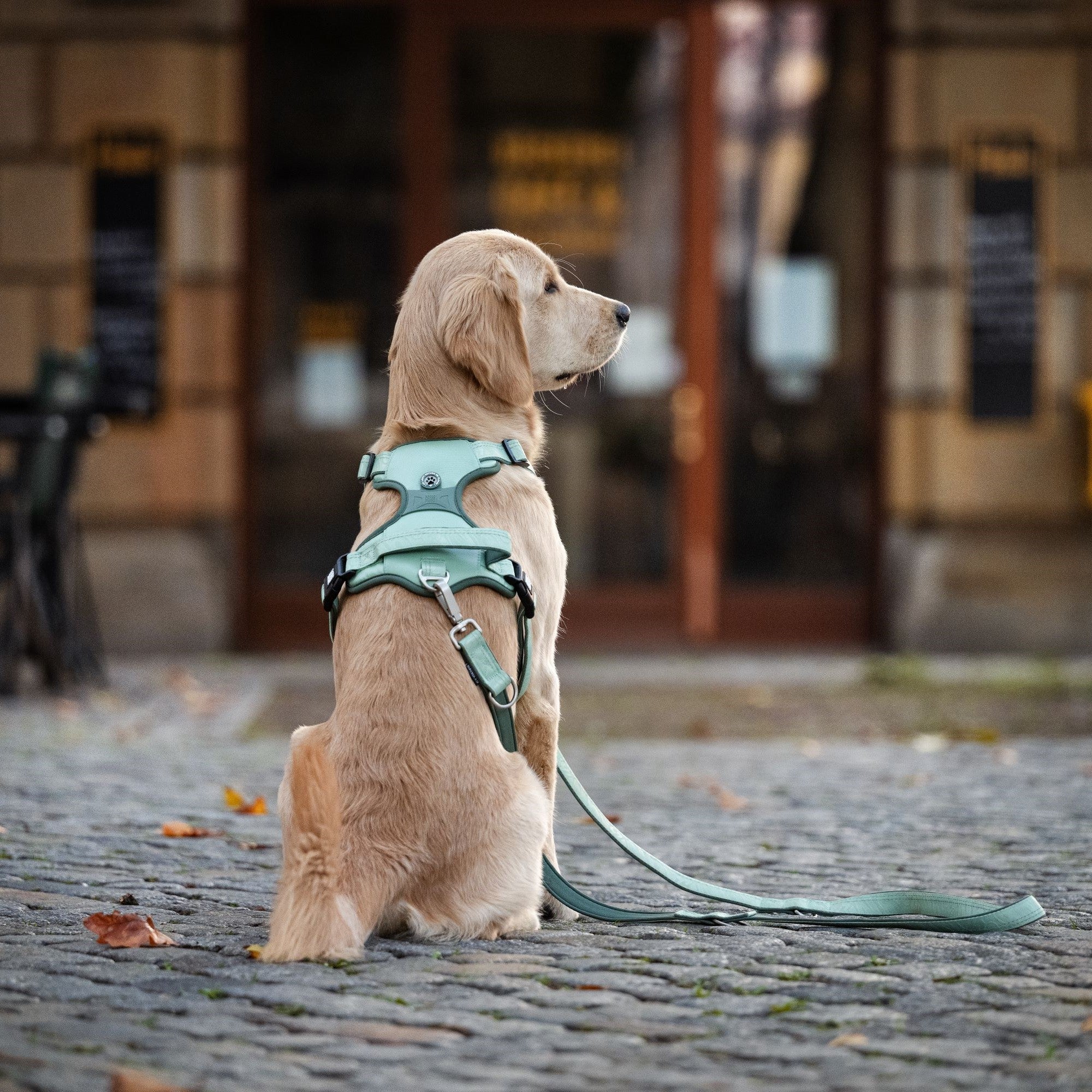 GOTCHA! Smart ID Sport Geschirr - Matrix 2.0 Stone