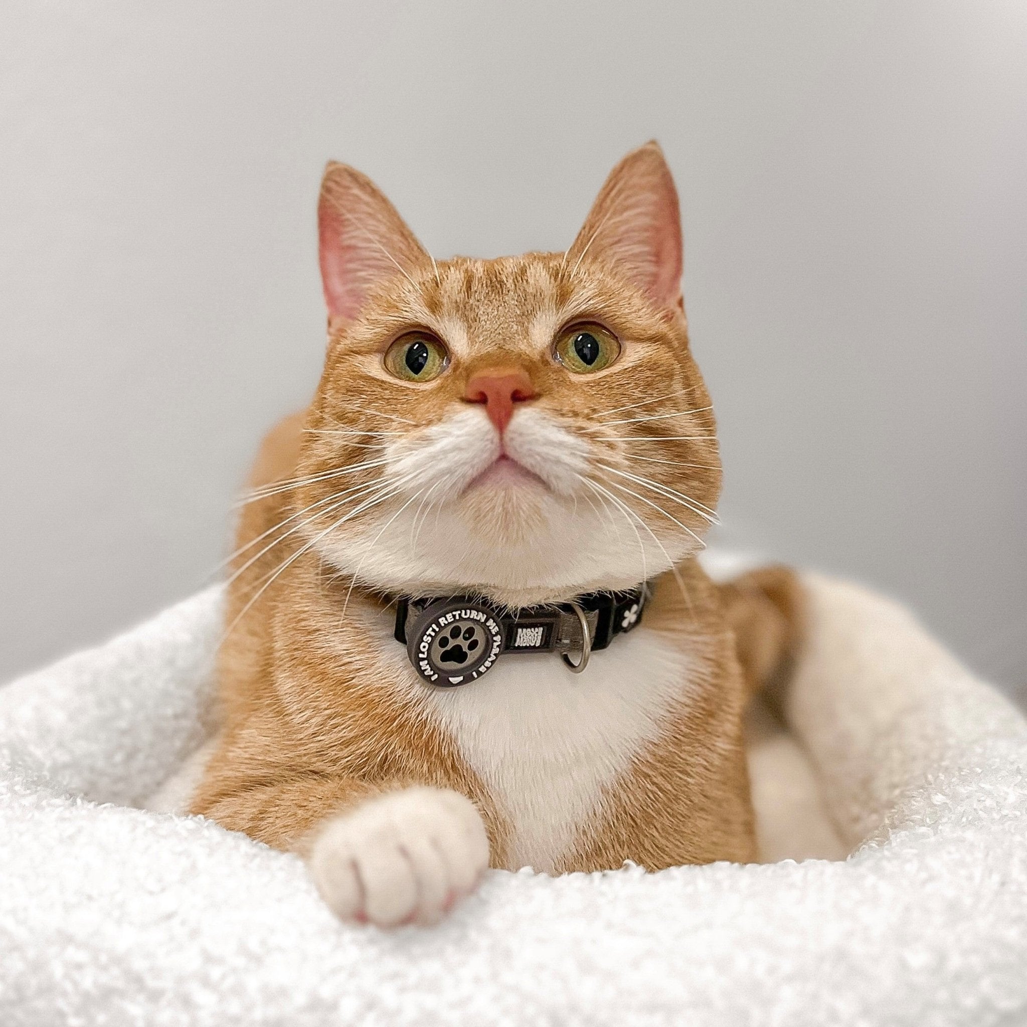 Smart ID Cat Collar Matrix 2.0 Stone