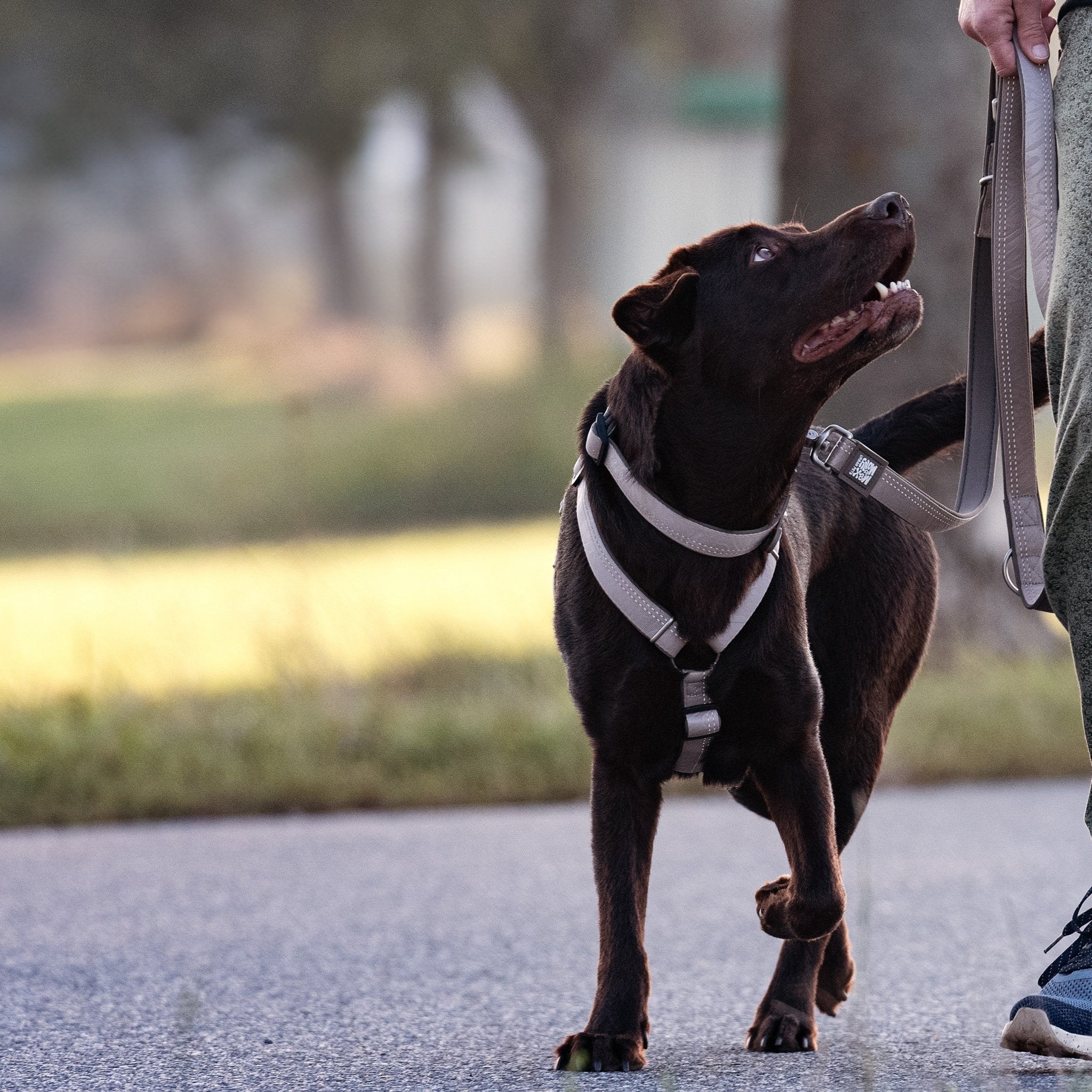 GOTCHA! Smart ID Comfort H-Harness - Matrix 2.0 Stone