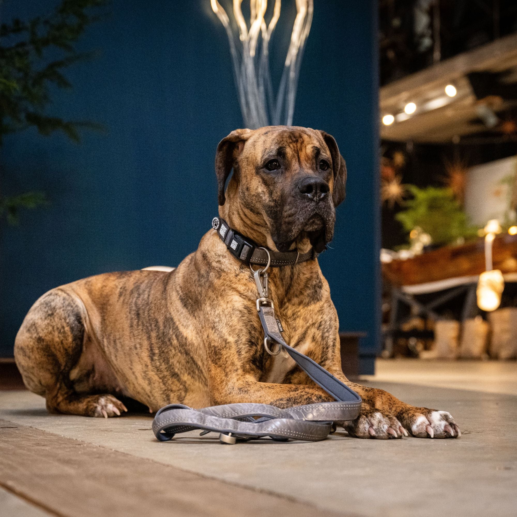 Multifunctional Leash - Matrix 2.0 Stone