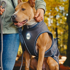 Raincoat for dogs - MATRIX 2.0 STONE