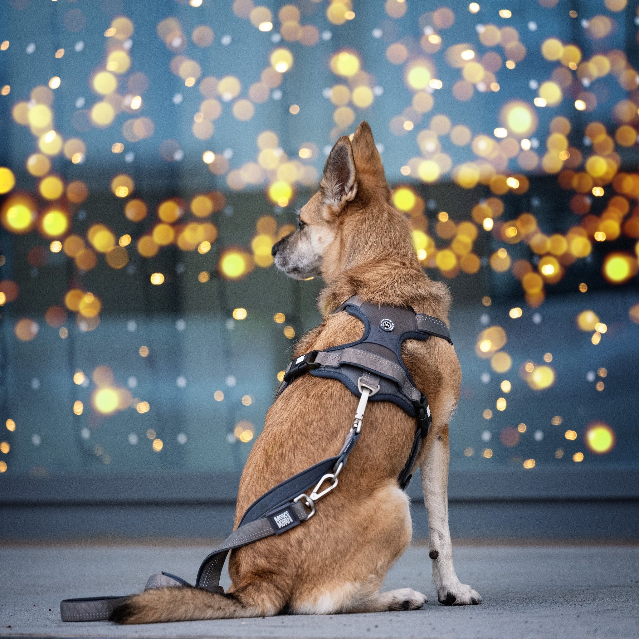 GOTCHA! Smart ID Sport Harness - Matrix 2.0 Stone