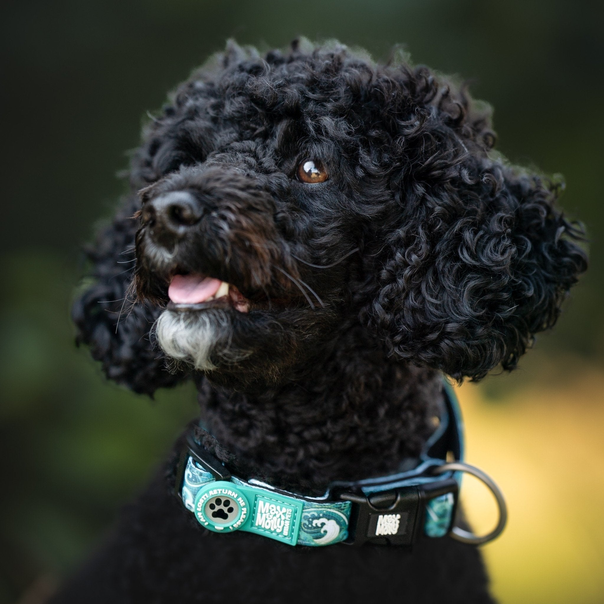 Multi function Leash - Storm