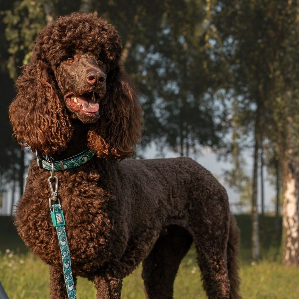 Multifunktionsleine - Storm