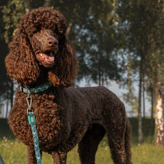 Multifunktionsleine - Storm