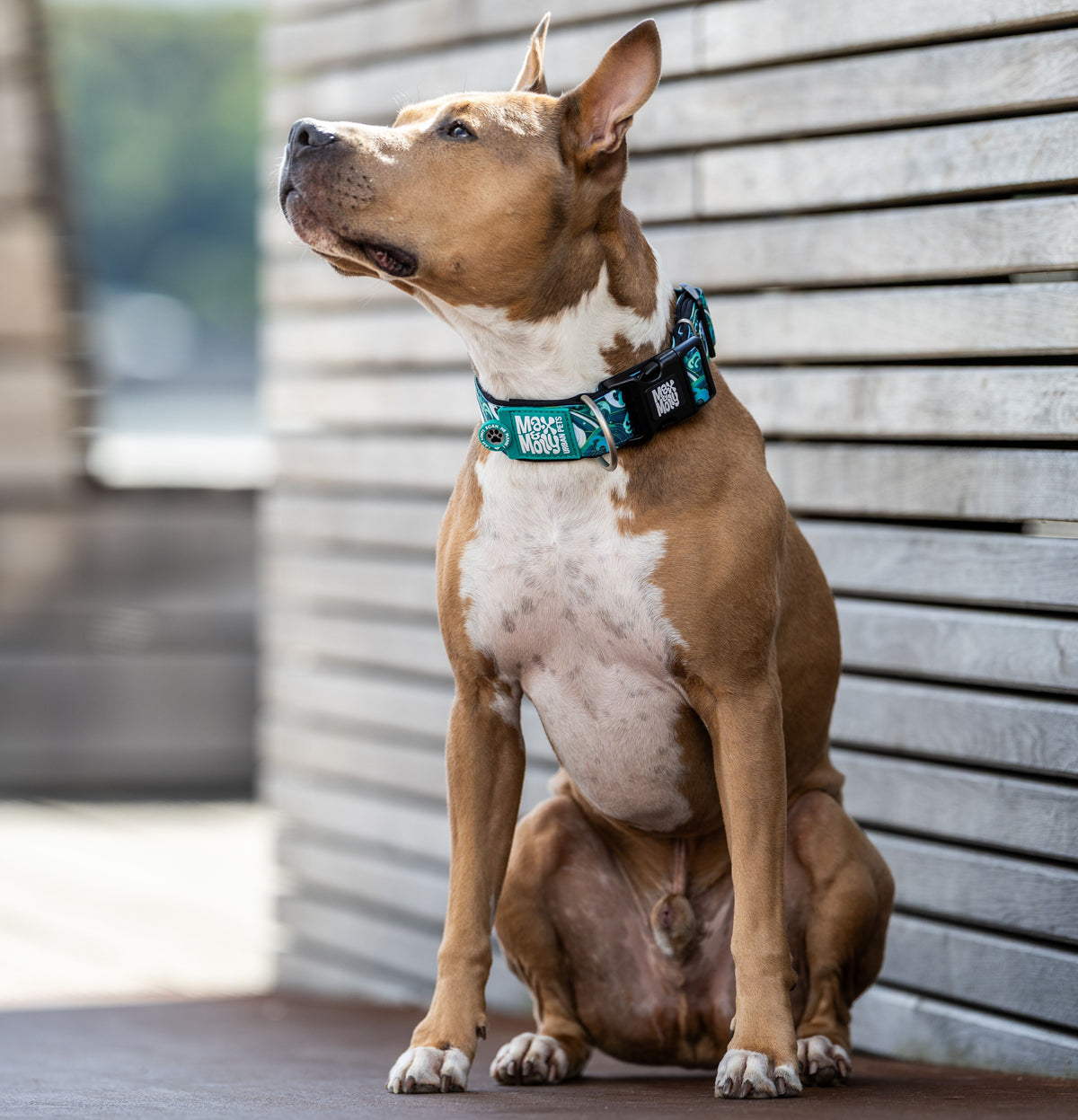Gotcha! Smart ID Wide Dog Collar - Storm