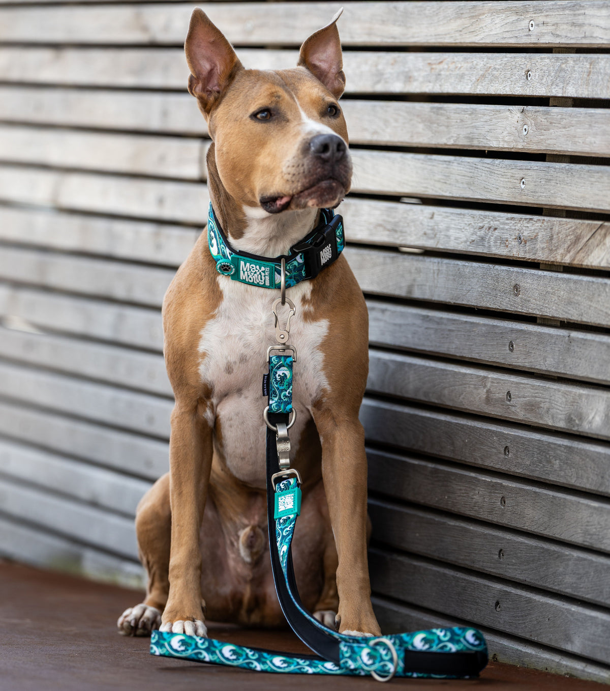 Gotcha! Smart ID Breites Hunde Halsband - Storm