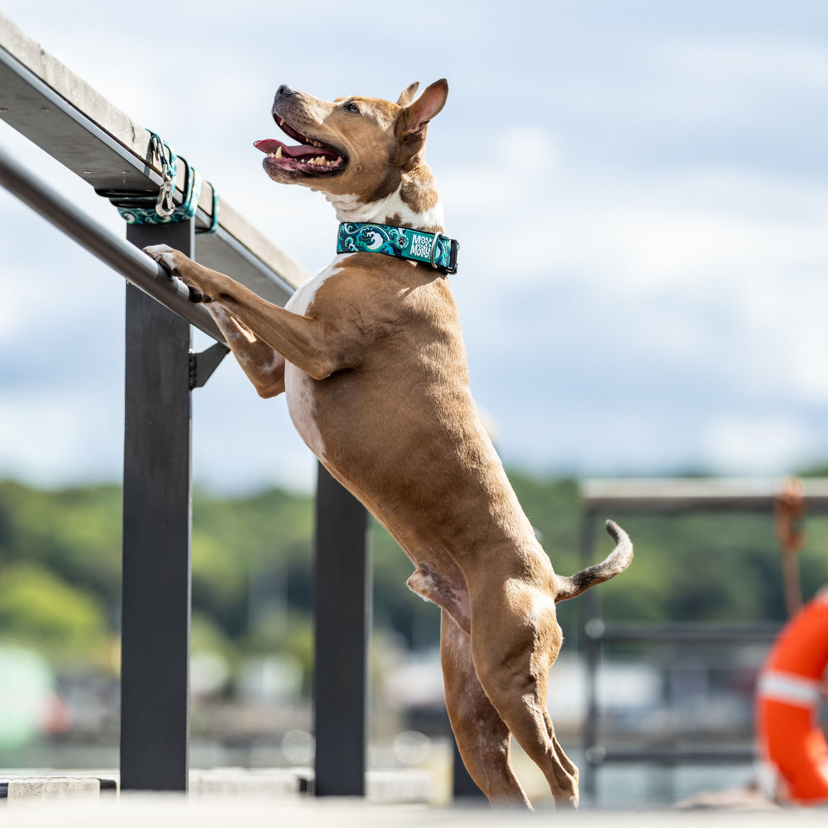 Gotcha! Smart ID Breites Hunde Halsband - Storm