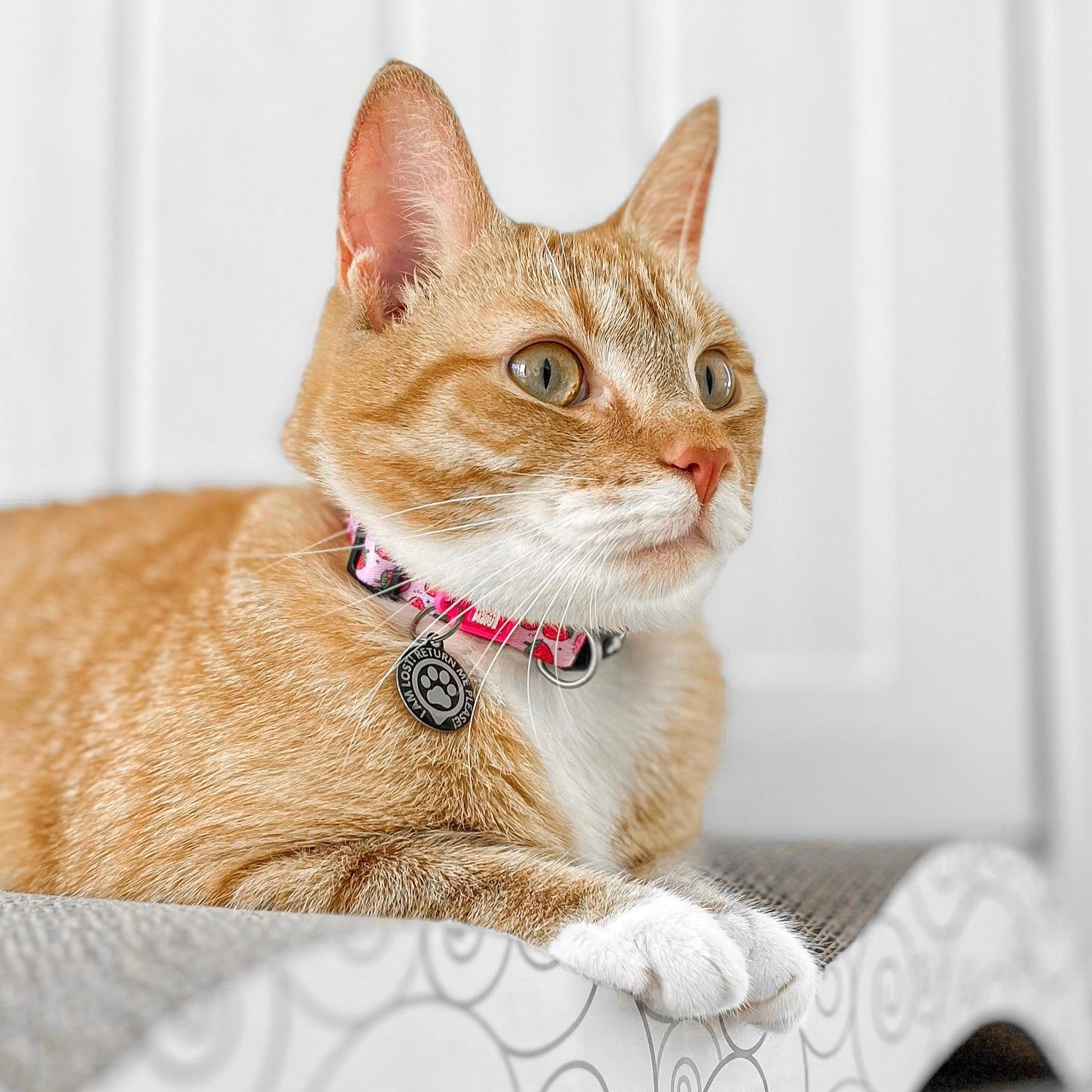 Smart ID Katzenhalsband - Strawberry Dream